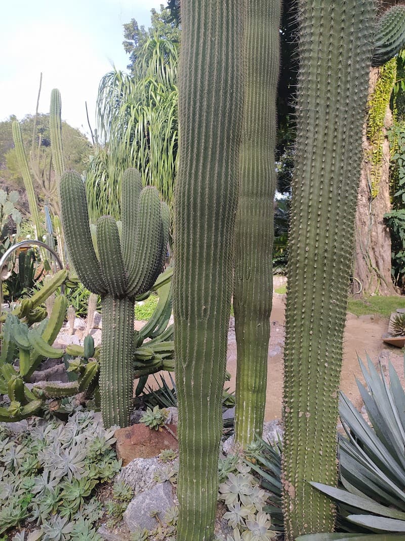 Cactário do Jardim Botânico