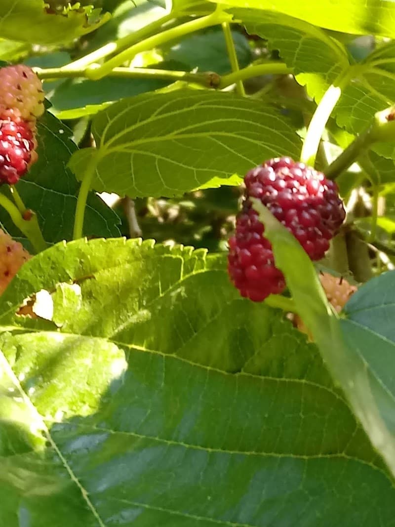 Praça Com. Manuel de Melo Pimenta